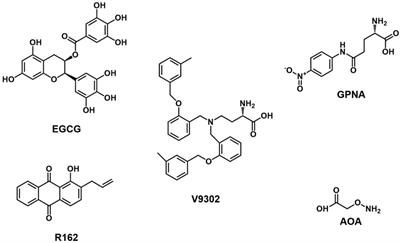 Exploiting the Achilles’ heel of cancer: disrupting glutamine metabolism for effective cancer treatment